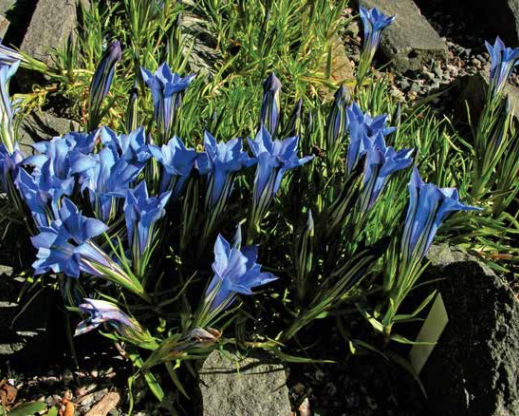 Gentiana ‘Kingfisher’