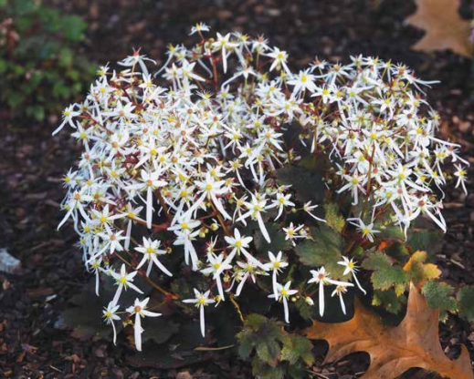 Saxifraga ‘Rokujo’ - one of the two cultivars originating from Professor Rokujo’s collection on Mount Nachi Saxifraga ‘Rokujo’ - one of the two cultivars originating from Professor Rokujo’s collection on Mount Nachi