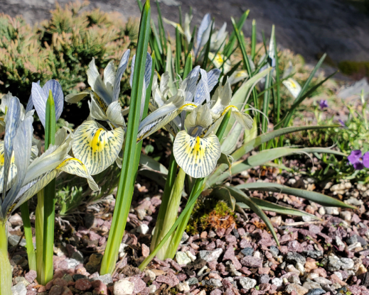 Iris ‘Katharine Hodgkin’ blooming on The Rock.