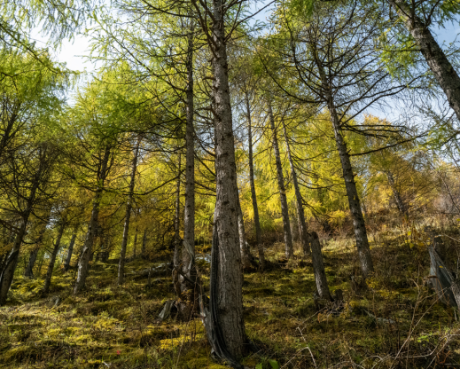 Lush forest of larix beginning to turn color for the fall