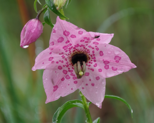 Nomocharis aperta, Tianchi Lake, Yunnan