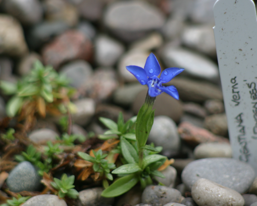 Gentiana verna ‘Pyrenees’ blooming in the author’s garden.