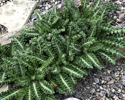 A vigorous Carlina alpina exposing its thistly self A vigorous Carlina alpina exposing its thistly self