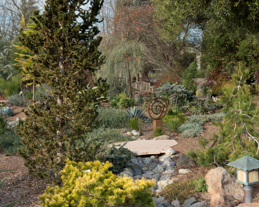 Conifers and rocks in the author’s garden.