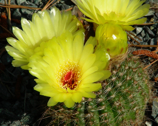 Notocactus concinnus Notocactus concinnus