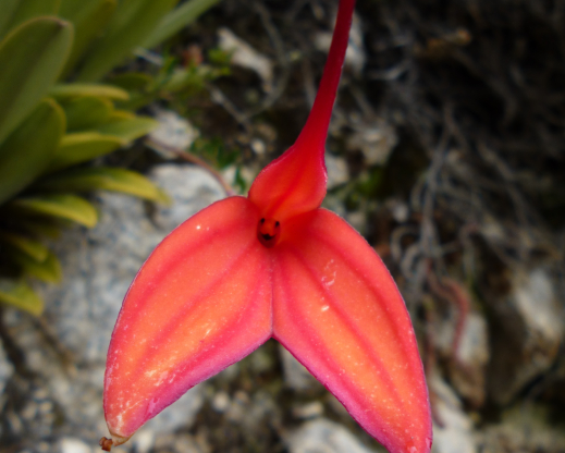 Masdevallia amabilis showing the “smiley face“ in the center of the bloom. Photo by Melody Zarria
