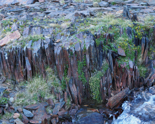 An inspirational natural crevice garden in the upper Parker creek drainage, with the snow willow (Salix nivalis) An inspirational natural crevice garden in the upper Parker creek drainage, with the snow willow (Salix nivalis)