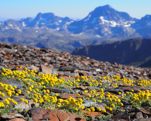 The new crevice garden will hopefully allow plants like this alpine buckwheat (Eriogonum rosense) to thrive far from their native habitat.