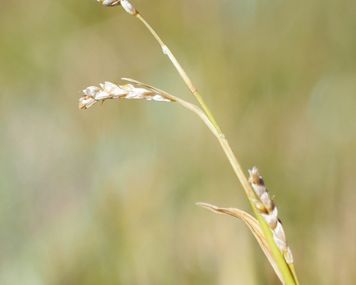 Carex tiogana Carex tiogana