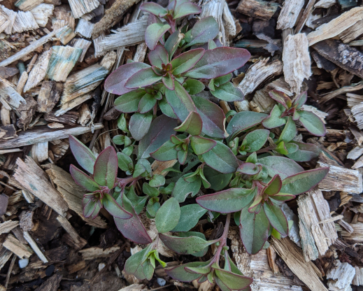 Overwintering Clarkia plants ready to burst into growth once spring arrives