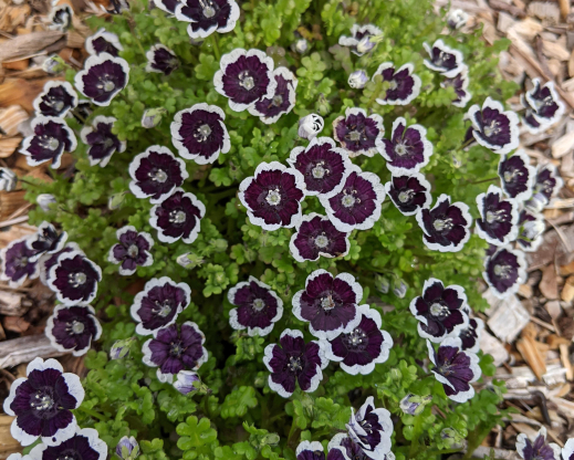 Nemophila ‘Penny Black’ with wide white margins to the petals.