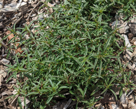 Overwintering Clarkia plants ready to burst into growth once spring arrives