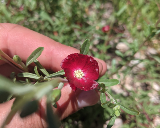Clarkia tenella Maroon form 