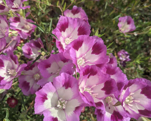 Clarkia williamsonii