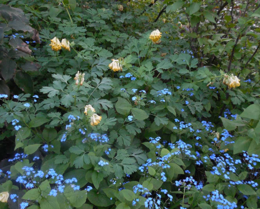A tapestry of dry-shade survivors at Rockmount Nursery including Corydalis nobilis and Brunnera macrophylla.