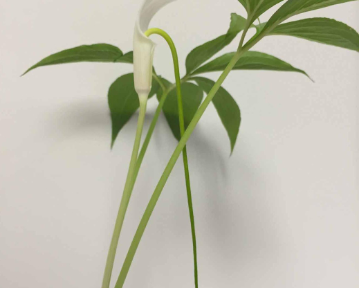 Arisaema saxatile has pineapple-scented blooms.