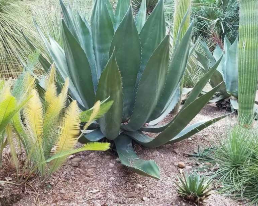 The Mexican cycad Dioon angustifolium with various agave and cactus species. The Mexican cycad Dioon angustifolium with various agave and cactus species.