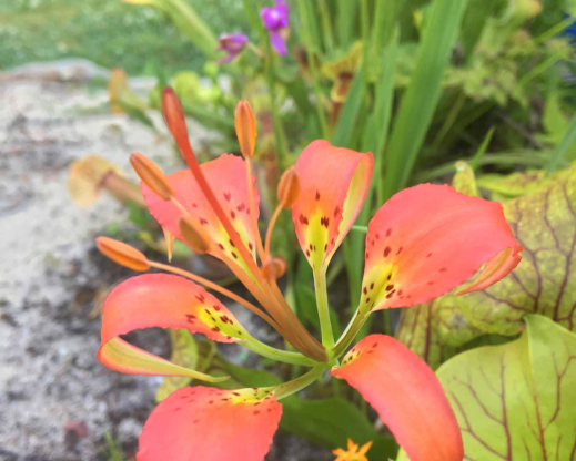 Lilium catesbaei flowering at the edge of the bog garden with Calopogon tuberosus and a form of Sarracenia × catesbaei from the Florida panhandle in the background.