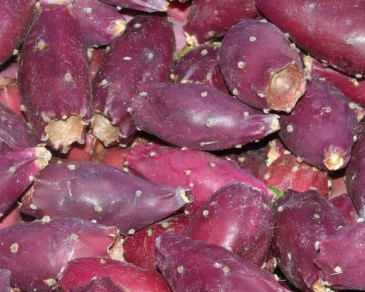 Edible fruit of O. phaeacantha ‘Paradox Form’