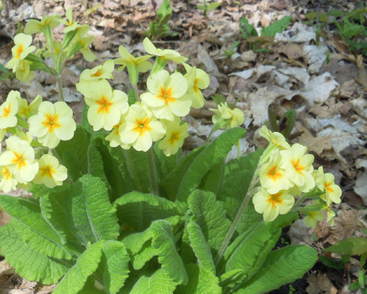 Primula elatior