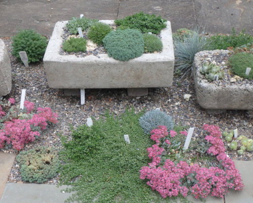 Troughs in Marlene Kobre’s collection of container plantings. Photo by Carol Eichler