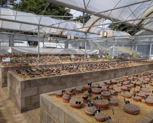 Behind the scenes, pots of dormant plants are cared for in sand plunges.
