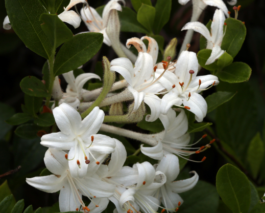 Rhododendron viscosum is one of the many beautiful, unusual plants to be found in the Sandhills.