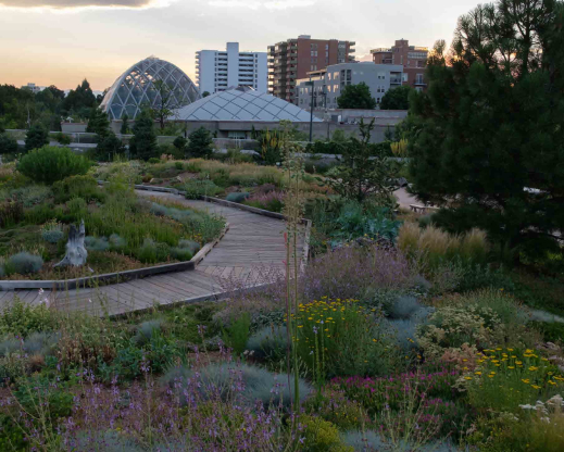 Rooftop garden at Denver Botanic Gardens. Photo by Michael Guidi