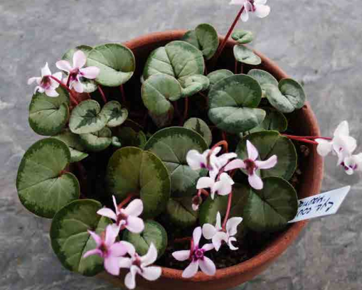 Cyclamen coum ready for the bulb class of a chapter flower show.