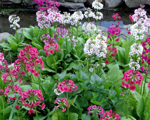Primula japonica in the moist pond-turned-garden.