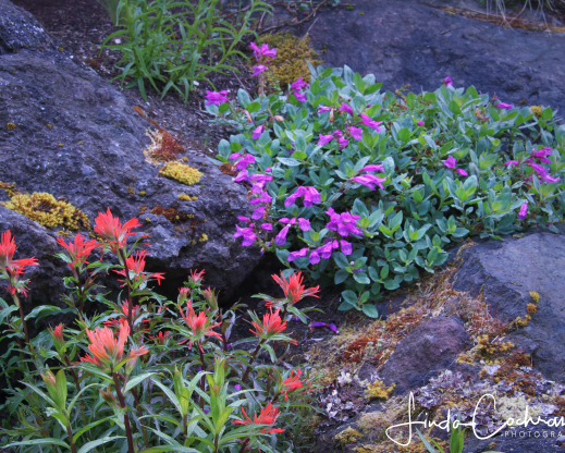 Self-sown castillejas with companion plants in the author’s garden