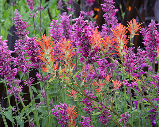 Self-sown castillejas with companion plants in the author’s garden