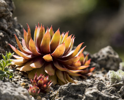 Sempervivum ‘Gold Nugget’