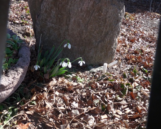 The harshness of late winter doesn’t faze these galanthus,  protected by their nurse rock.