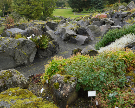 View of the rock garden