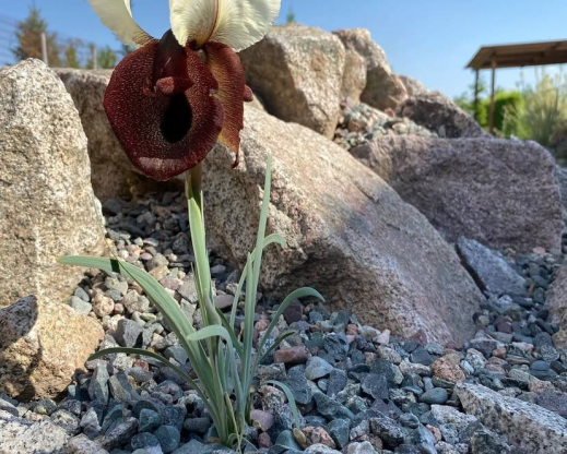 Iris iberica subsp. elegantissima      