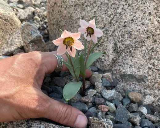 Fritillaria rugillosa     