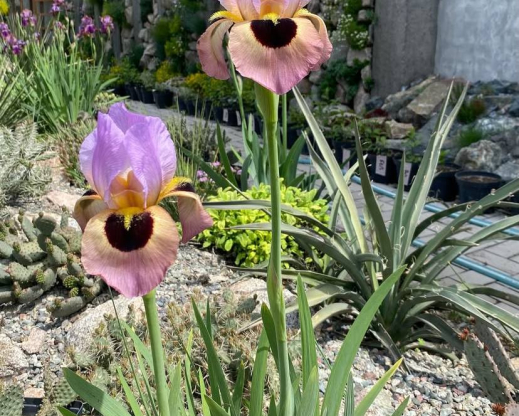 Iris ‘Energizer’