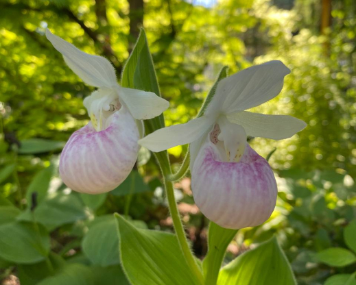 Cypripedium reginae