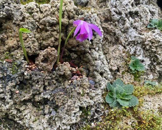Pleione orchid blooming on the tufa wall