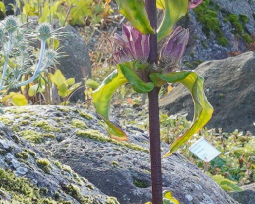 Gentiana  pannonica