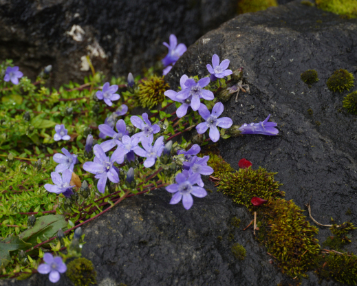 unlabeled Campanula species