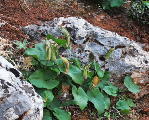Arisarum vulgare