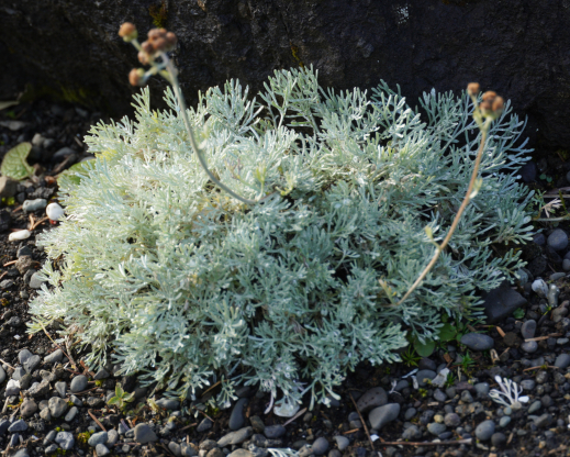 Artemisia glacialis    