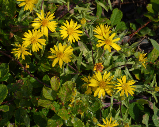 Aster pyrenaeus   