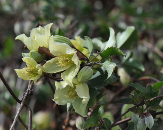 Clematis cirrhosa
