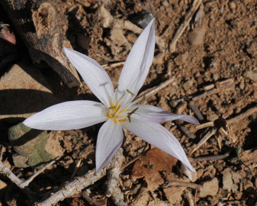 Colchicum cretensis