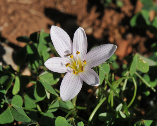 Colchicum cupanii