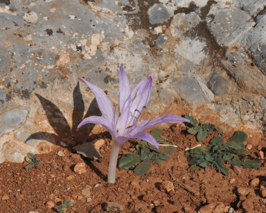 Colchicum macrophyllum