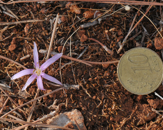 Colchicum pusillum